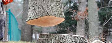How Our Tree Care Process Works  in  Steele, AL